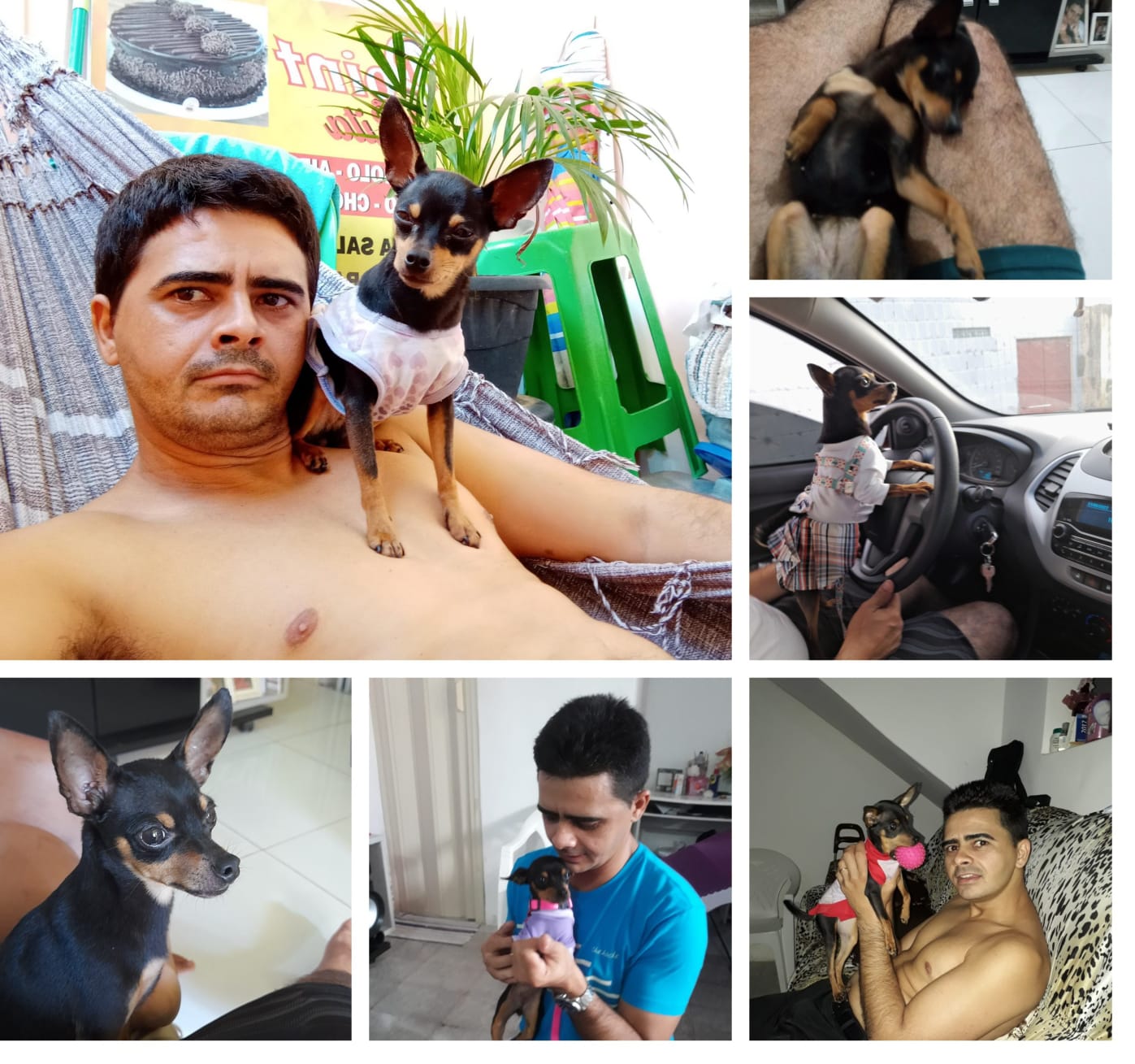 Pinscher desaparece em bairro de Salvador e motorista desabafa: 'não consigo trabalhar'