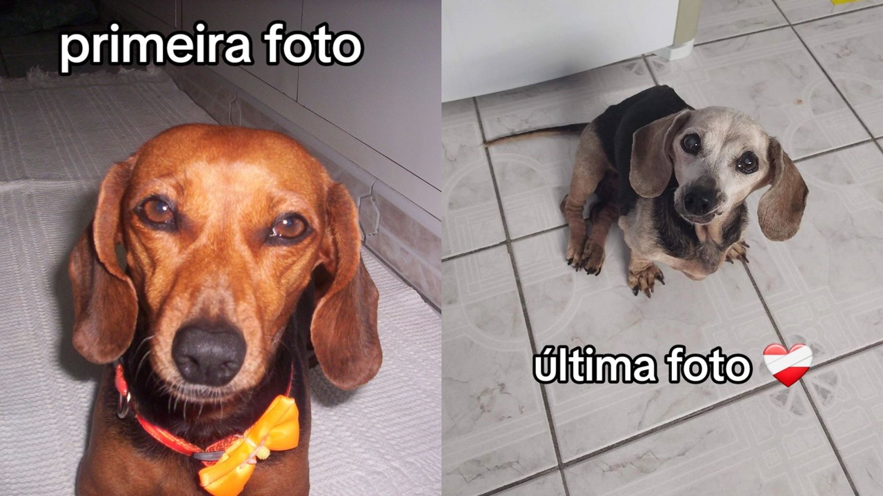 Tutora emociona ao mostrar primeira e última foto do seu cão: "isso aqui doeu"; assista