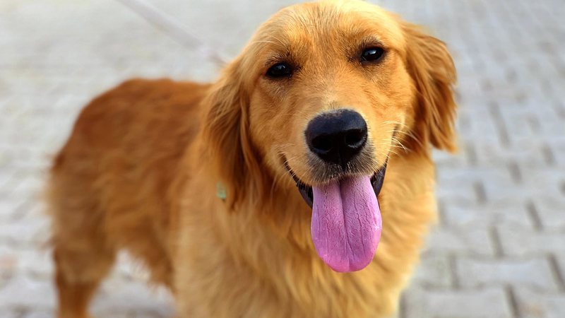 golden retriever