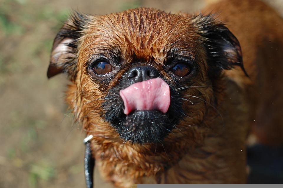 cachorro
