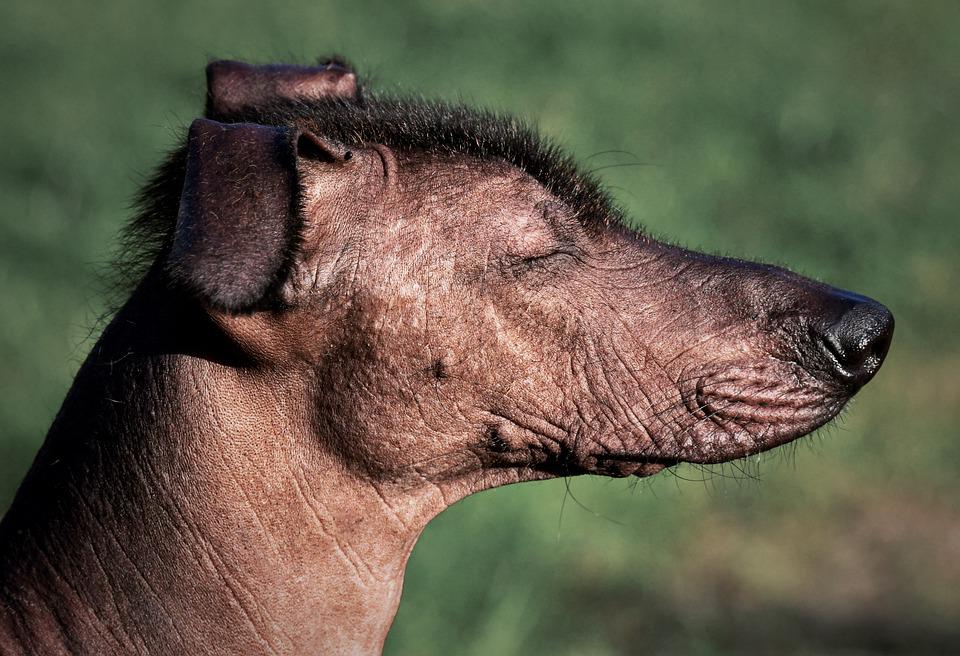 cachorro