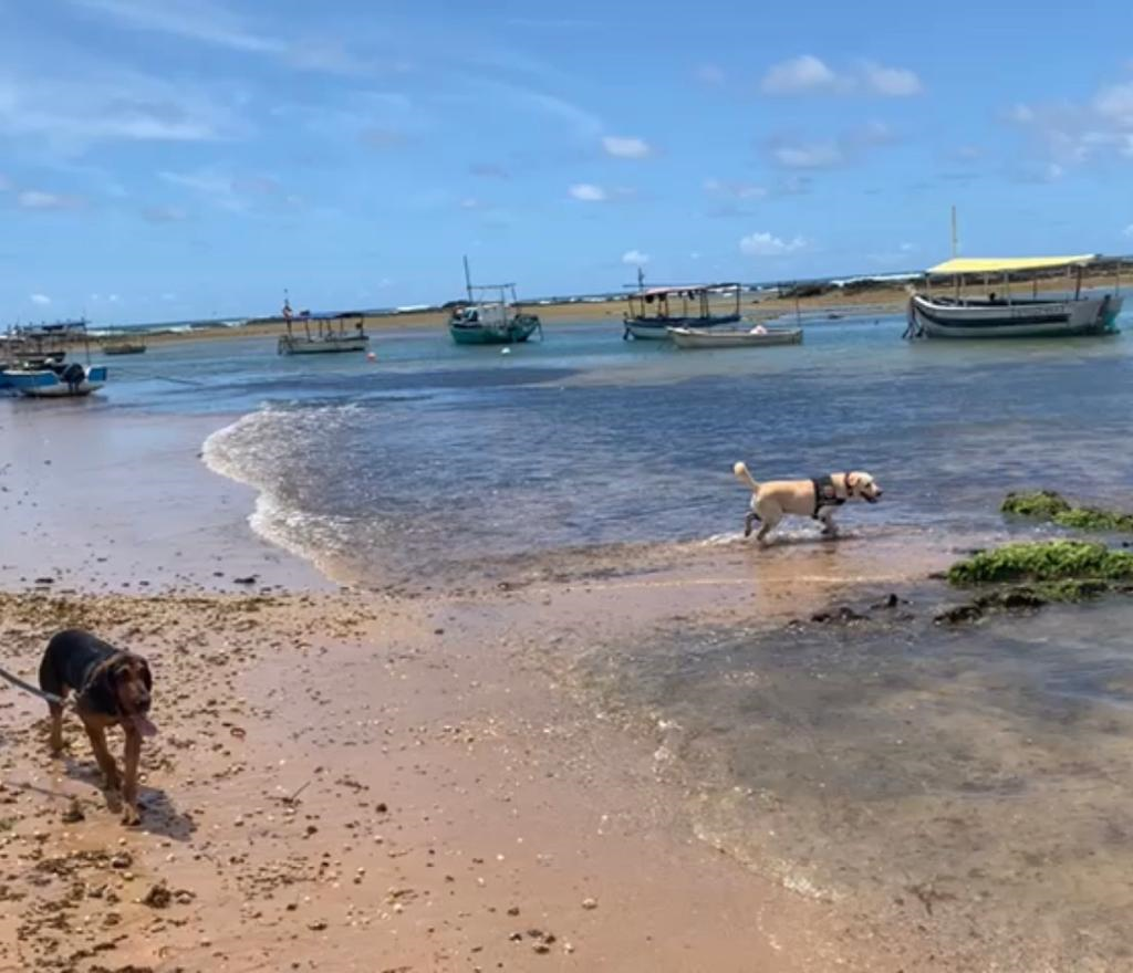 Cães do Batalhão de Choque passam a ser treinados para atuação em locais externos