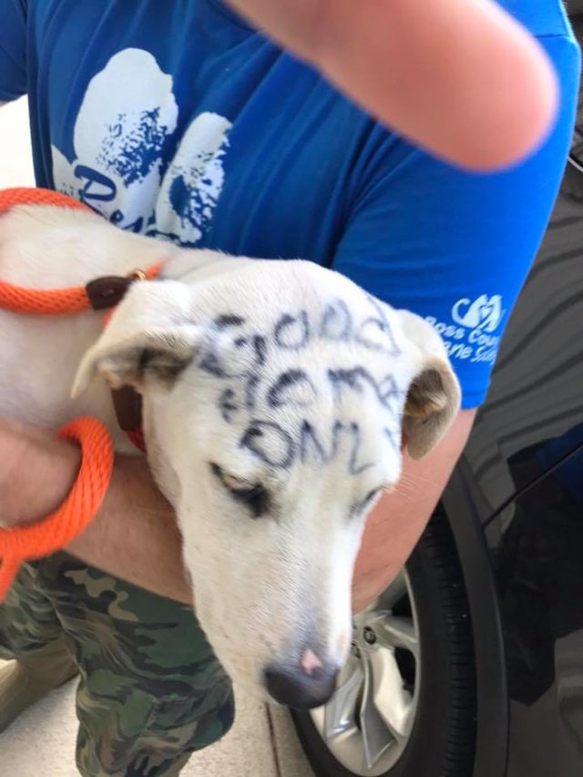 Cachorro é abandonado em parque com escritas no corpo: “Livre”