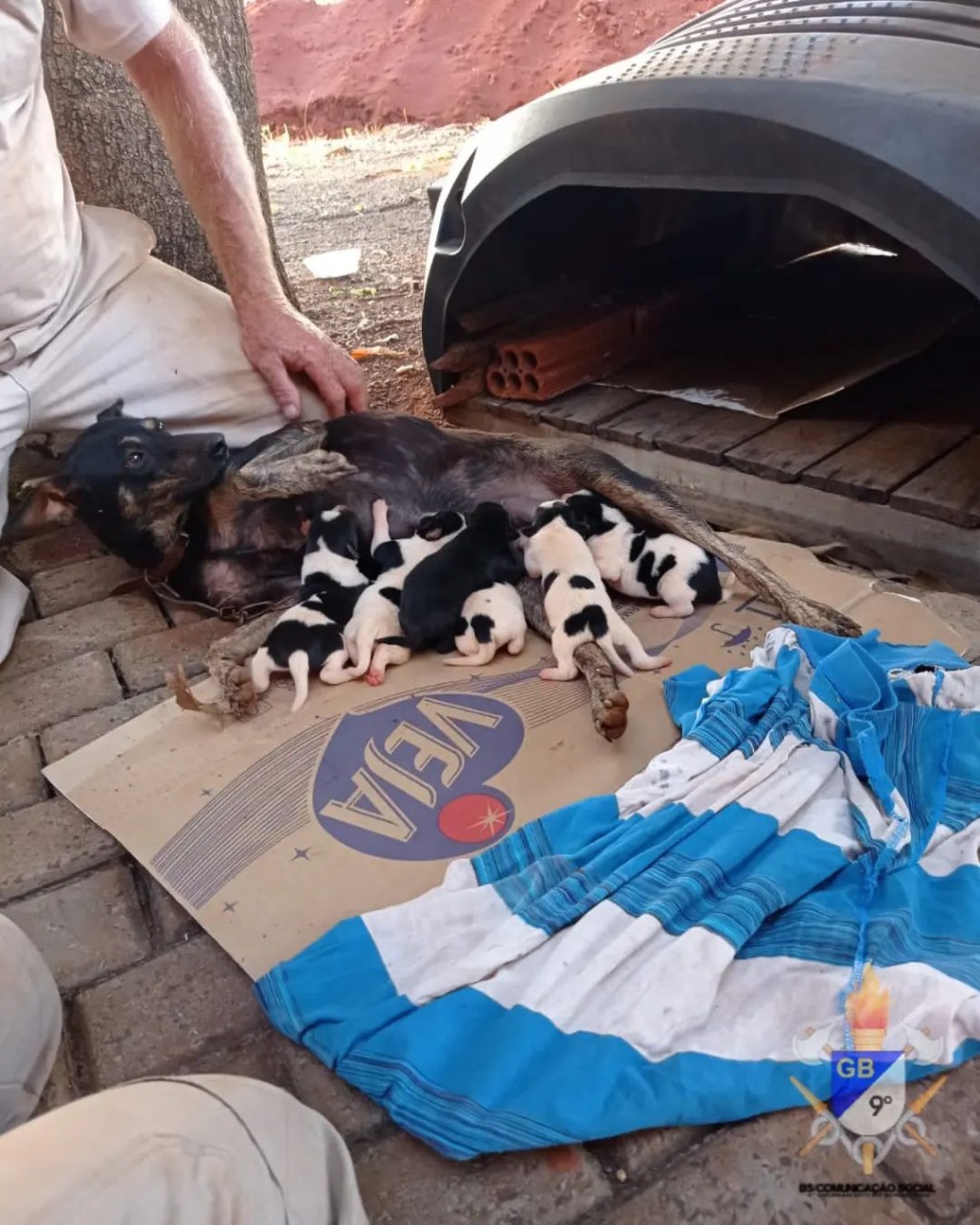 Cadela e seis filhotes são resgatados de vala com risco de desmoronamento