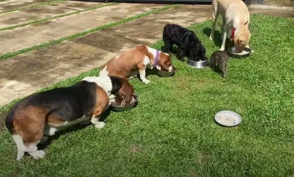 Cachorro adora javali que foi abandonado por jardineiro 