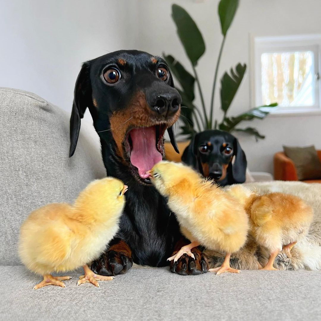 Pintinho tenta comer língua de cachorro enquanto ele boceja