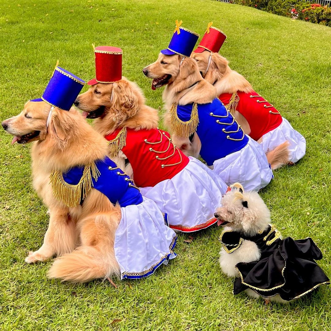 Vestidas de “Paquitas da Xuxa”, cadelas fazem sucesso em rede social