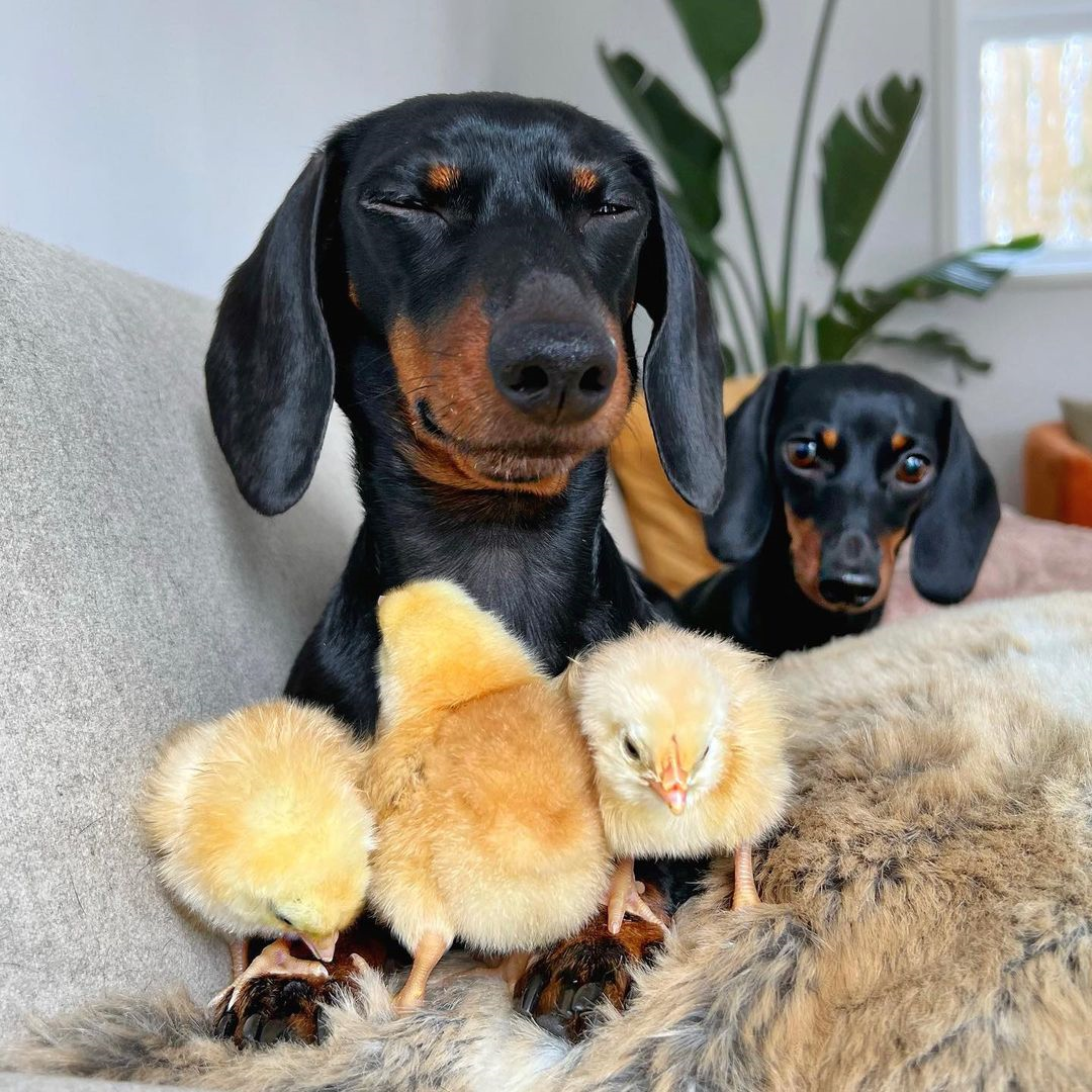 Em poses para foto, pintinho tenta comer língua de cão 