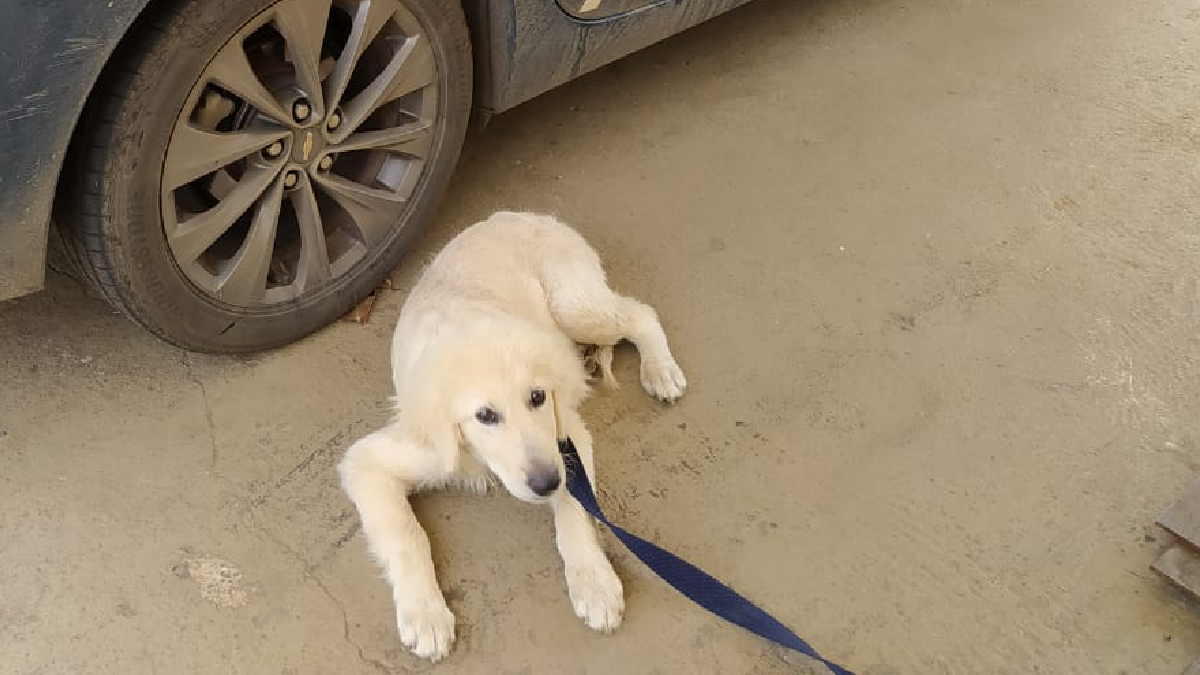 PRF prende mulher que transportava cachorro em caixa pequena para viagem de três dias