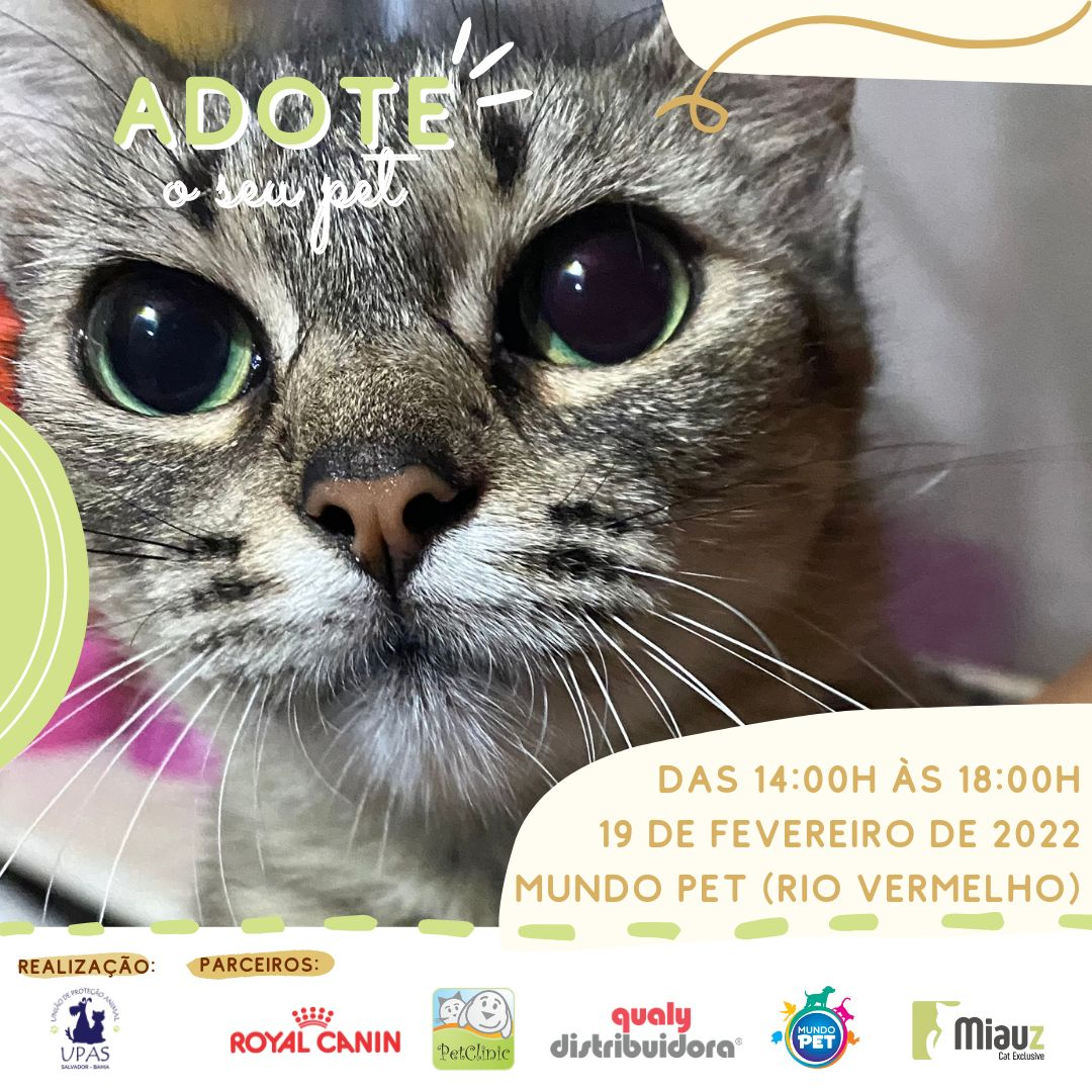 Gatos resgatados da colônia de Piatã estarão disponíveis em feira de adoção neste sábado (19)