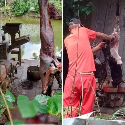 Homem é investigado por matar cachorro e fazer churrasco do animal