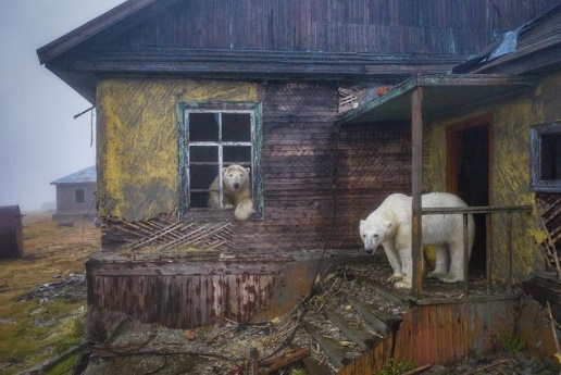 Ursos polares são fotografados em local abandonado na Rússia