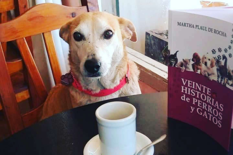 Com muita simpatia, cachorro encanta clientes de bar ao fazer companhia a eles 