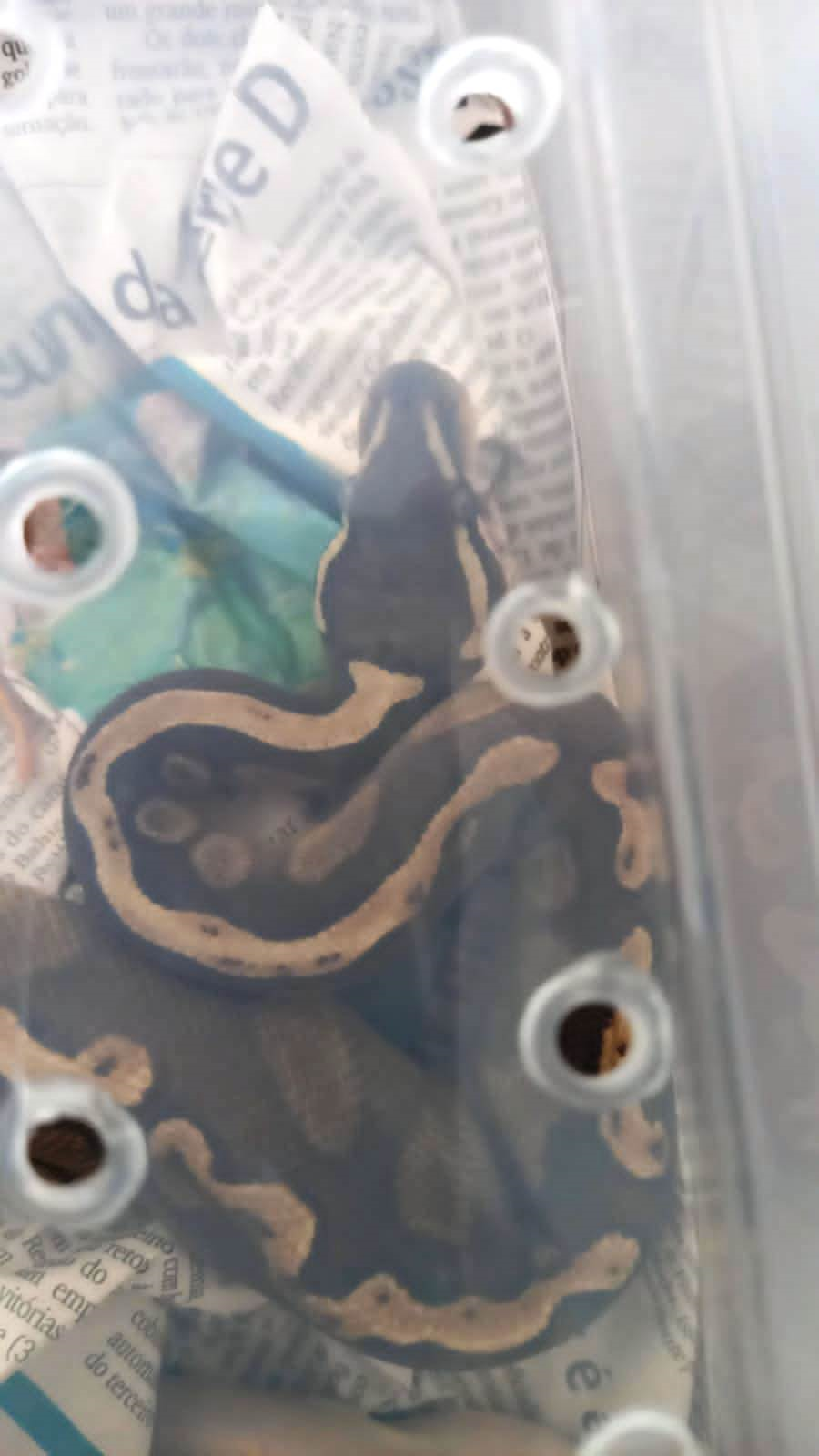 Adema recebe entrega voluntária de 12 cobras mantidas em cativeiro