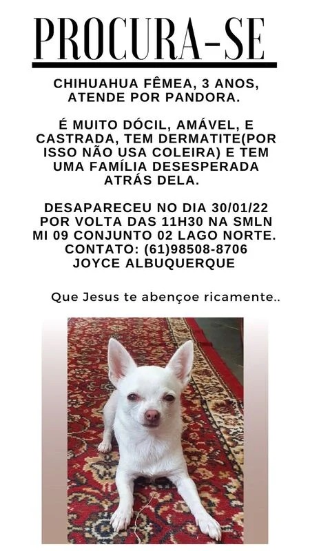 Família usa as redes sociais para buscar informações de cadela que fugiu de casa: “É uma dor indescritível”