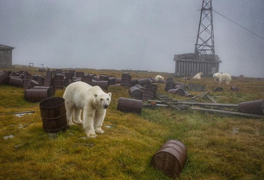 Imagens de ursos polares que moram em local abandonado viraliza na internet