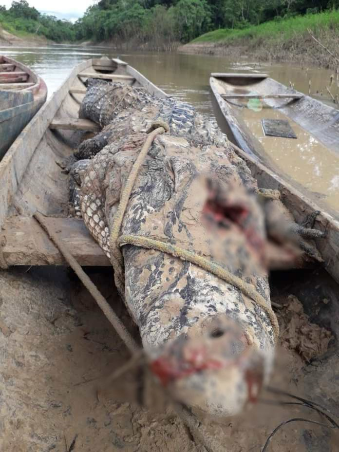 Jacaré-açu morre após ser abatido por caçador que suspeitou que réptil teria matado cachorro