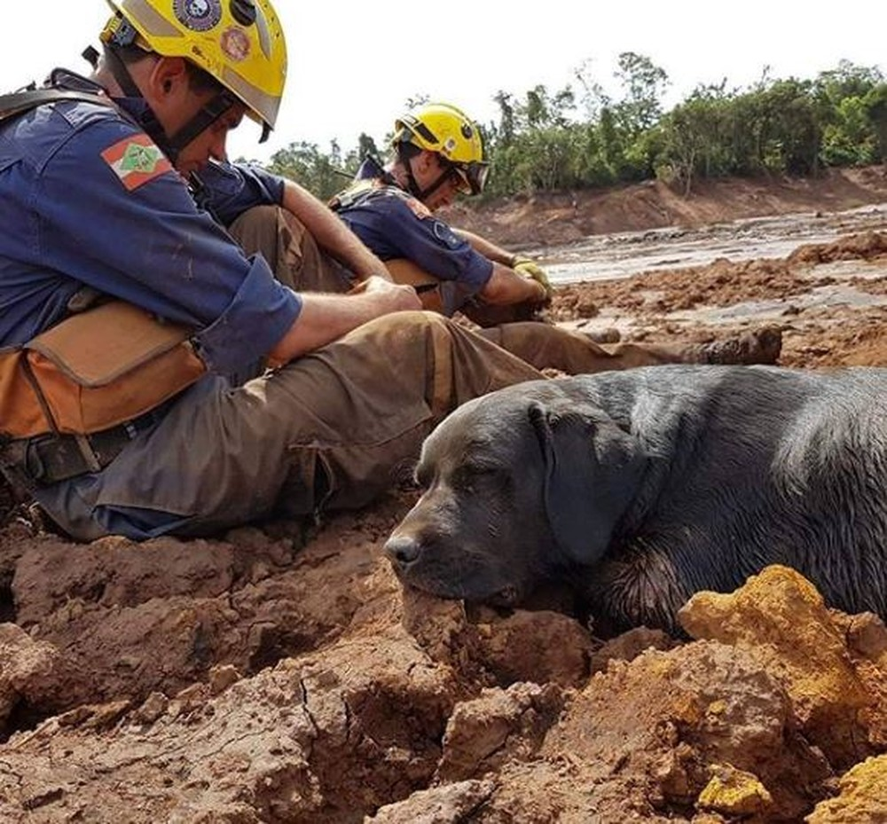 Cães farejadores são recrutados para ajudar em resgate em Petrópolis