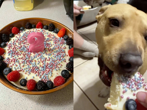 Cadela ganha festa surpresa e aparece emocionada em vídeo; assista