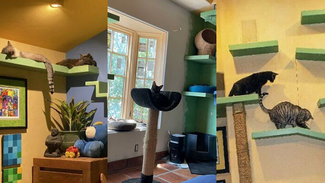 “Paraíso felino” é construído e fotos fazem sucesso em internet 