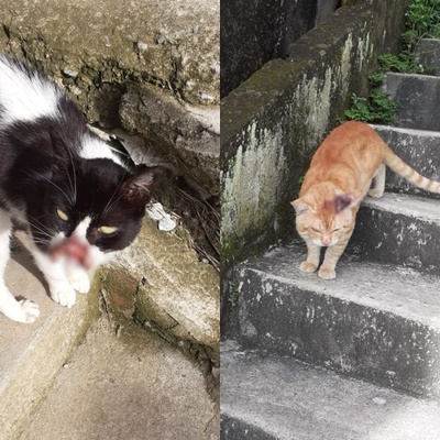 Gatos no bairro do Novo Horizonte apresentam esporotricose e preocupam moradores