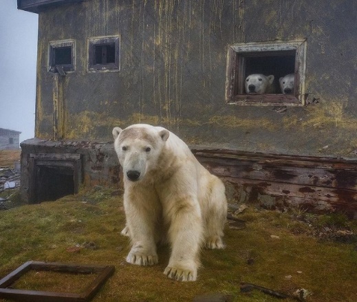 Imagens de ursos polares 