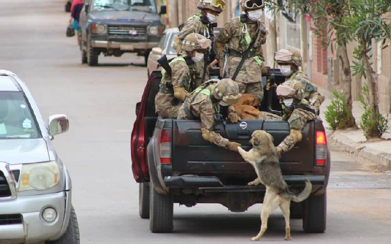 soldados resgatam cachorros de rua que seguiam tropa durante ronda