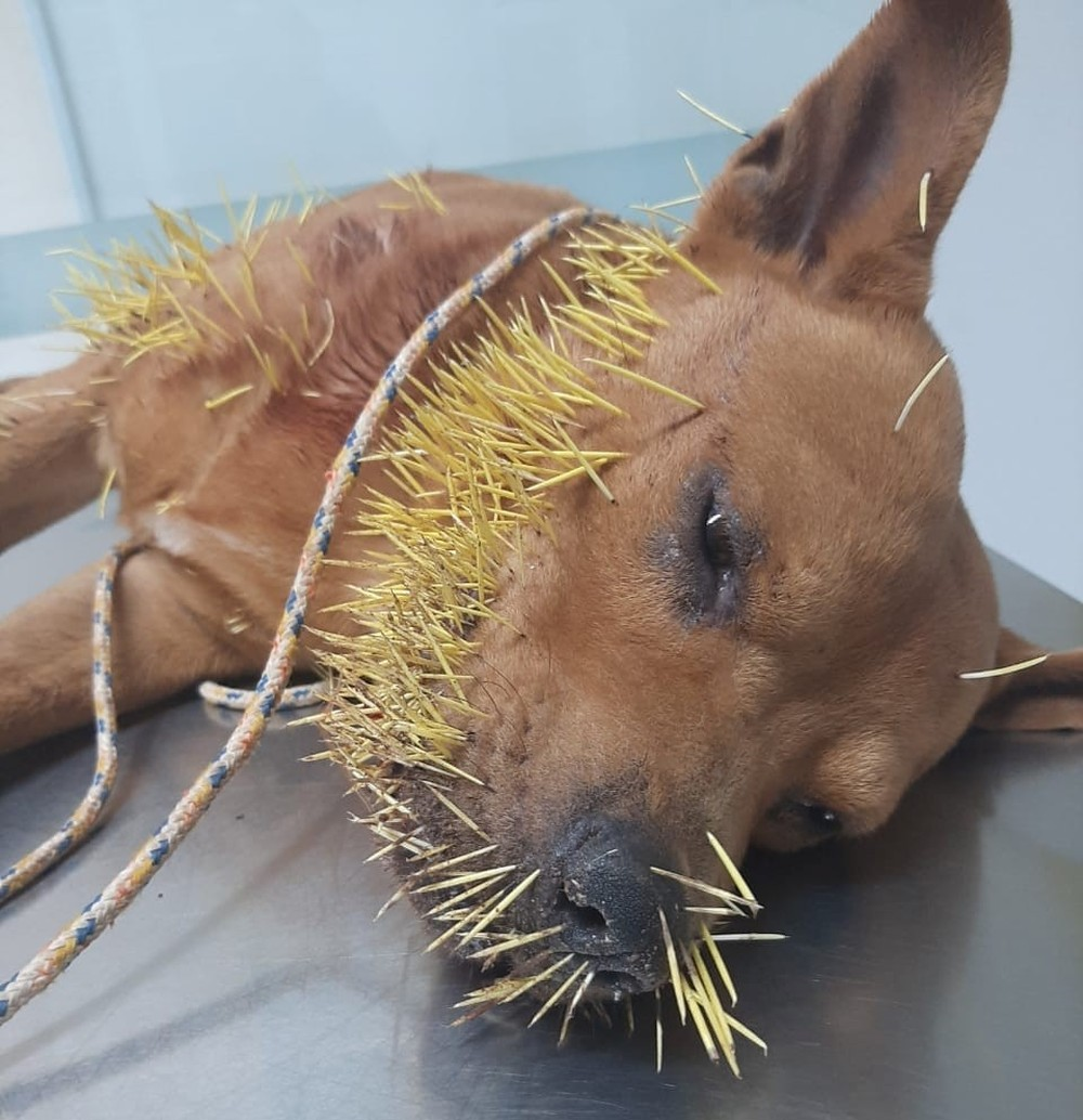 Cachorro fica com dezenas de espinhos pelo rosto e corpo após brigar com ouriço