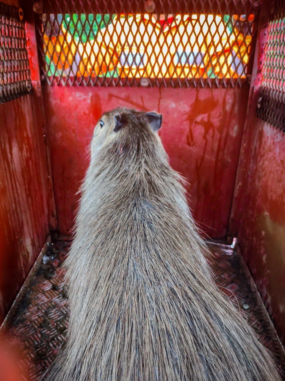 Capivara dribla equipe de captura e “invade” Câmara de Vereadores