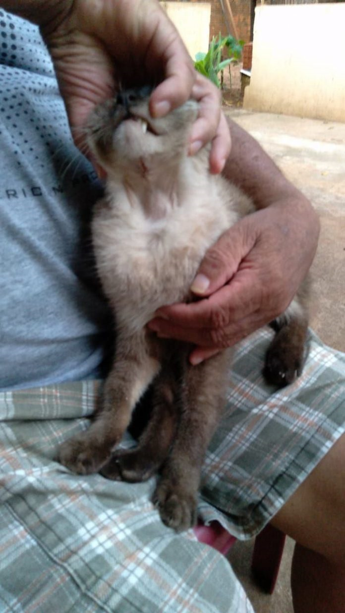 Gato reaparece com garganta costurada e “magia negra” é apontada como causa: “Crueldade pura”