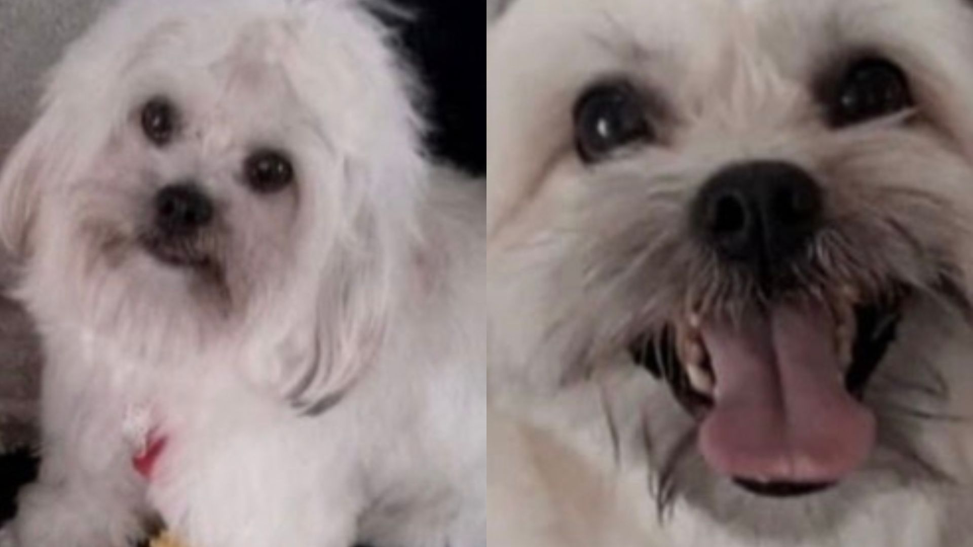 cachorro desaparecido 