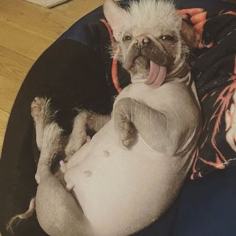 Concurso consagra cão mais feio da Grã-Bretanha e tutora defende: 'linda por dentro'; confira imagens 