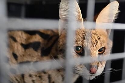 Fazendeiro captura gato sem saber verdadeira espécie do animal e se choca com comportamento: 'parecia maluco'