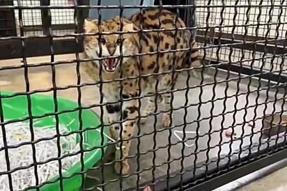 Fazendeiro captura gato sem saber verdadeira espécie do animal e se choca com comportamento