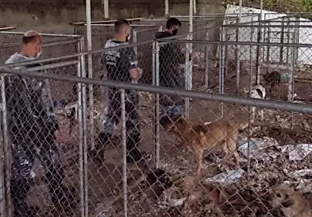 Operação de resgate salva mais de 100 cães de situação de maus-tratos, mas suspeita rebate: 'foi por amor'
