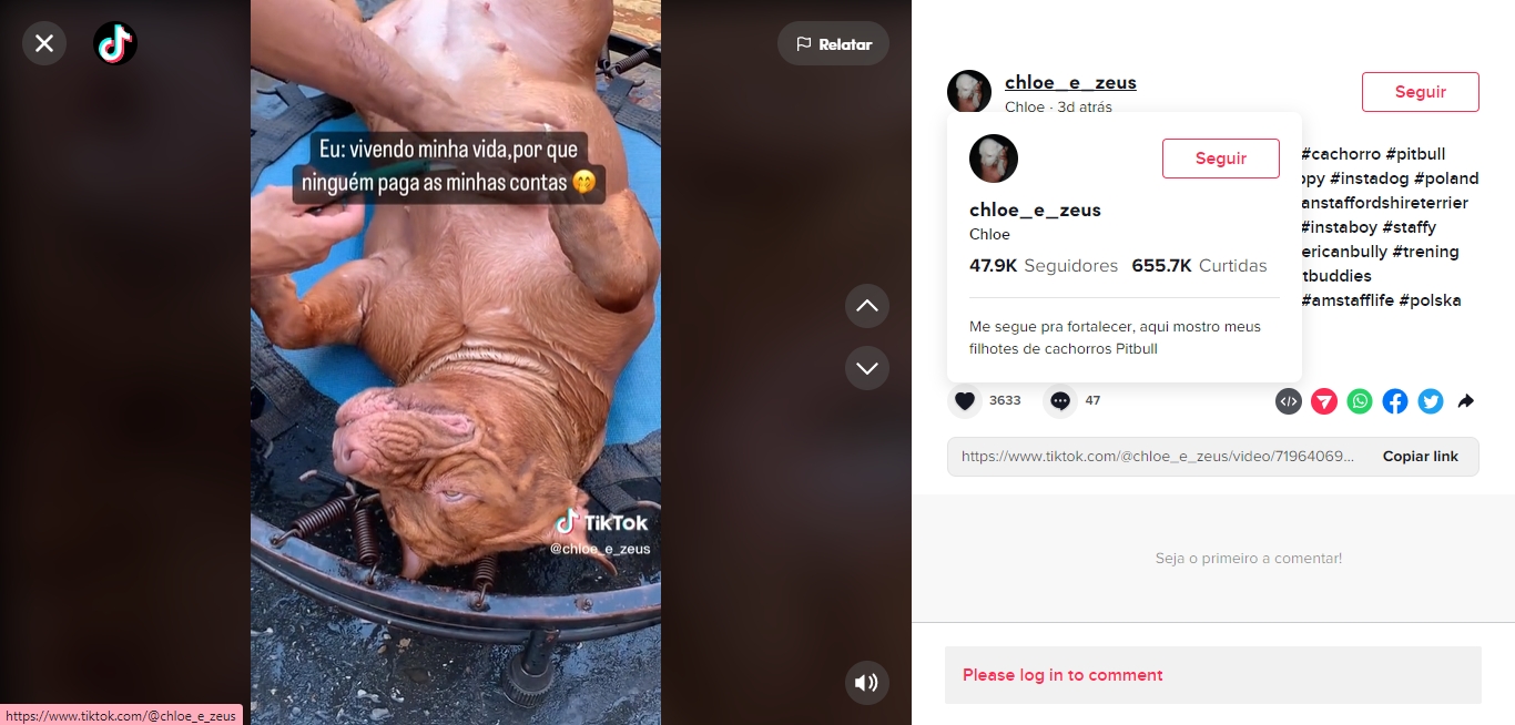 Pit bull famosa morre após parto e tutora é criticada