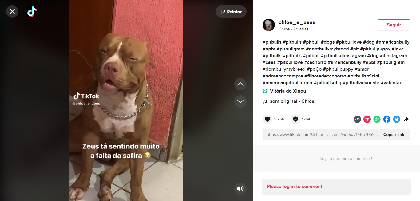 Pit bull famosa morre após parto 
