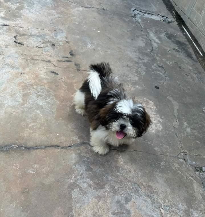 shihtzu