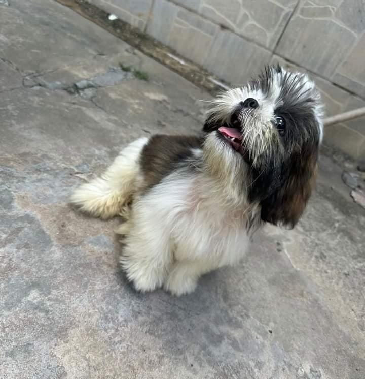 cachorro desaparecido 