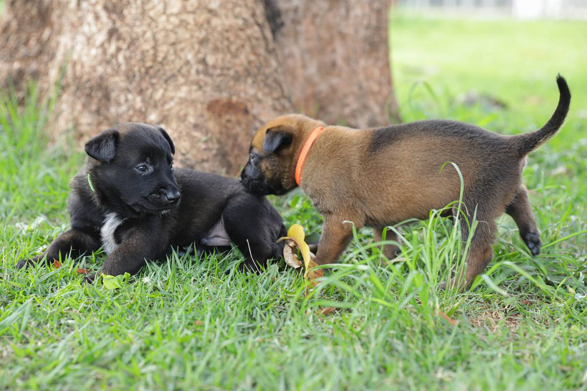 Dois cachorrinhos brincam durante preparação das atividades policiais