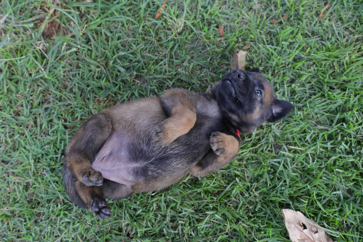 Mesmo em treinamento policial, o filhote posa para foto de barriga para cima