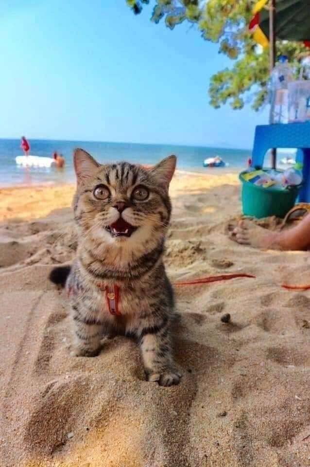 Gata vai pela primeira vez em praia