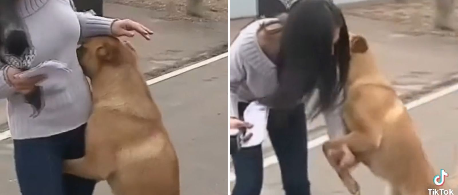 Vídeo de animais cruzando