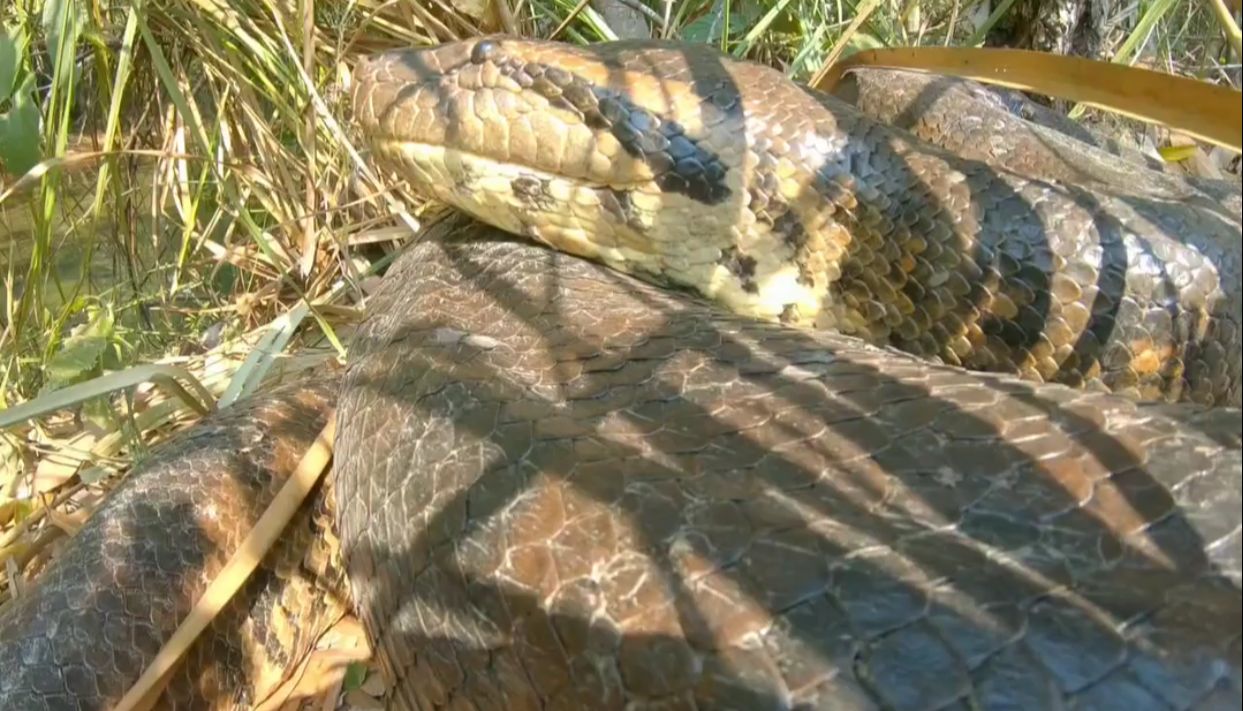 A verdade por trás do vídeo que mostra um 'esqueleto de cobra gigante' –  Metro World News Brasil