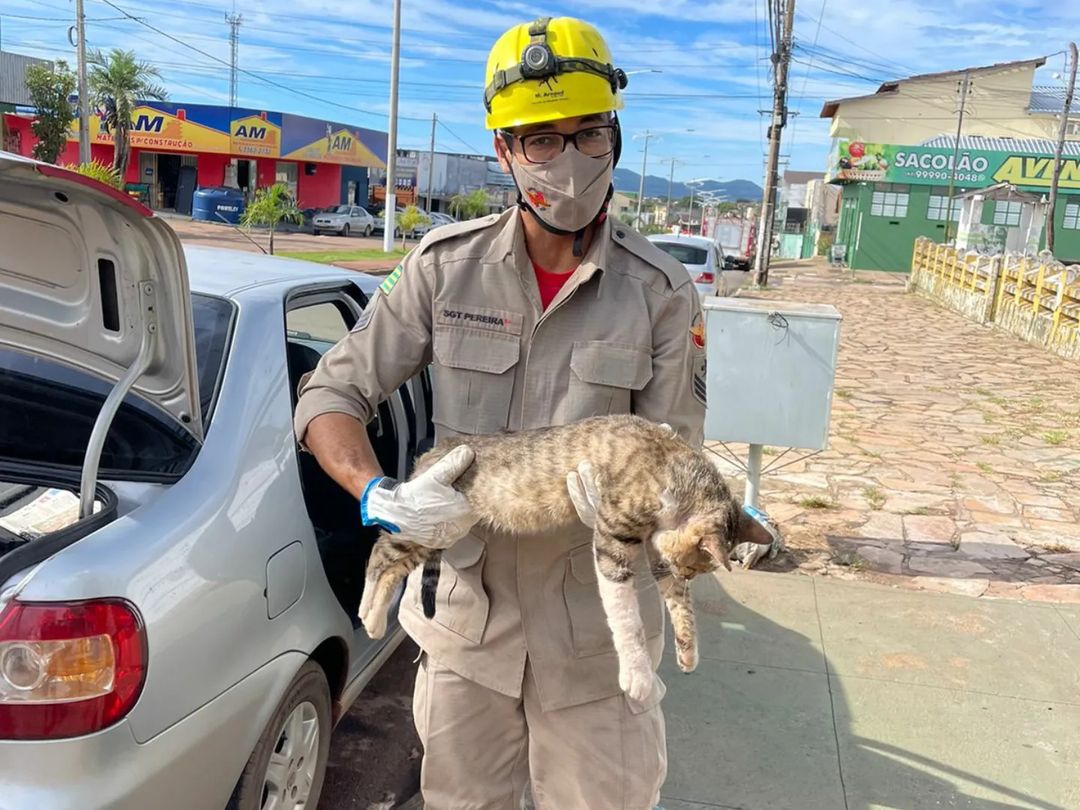 Gato fica com cabeça presa em carro e precisa de sedação para ser retirado do local