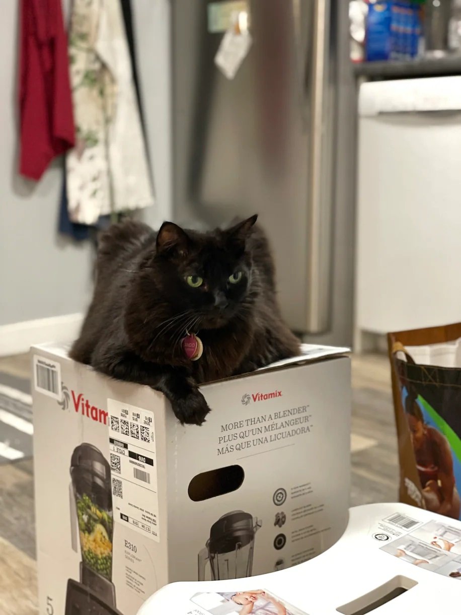 Gatos fazem caixa de liquidificador de refém