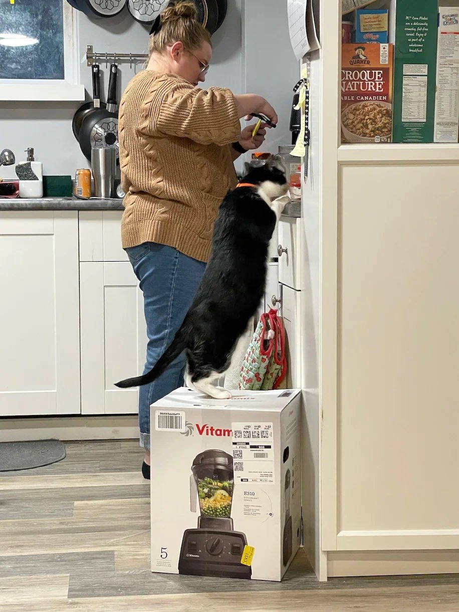 Caixa de liquidificador vira nova casinha de gatos e tutores se divertem