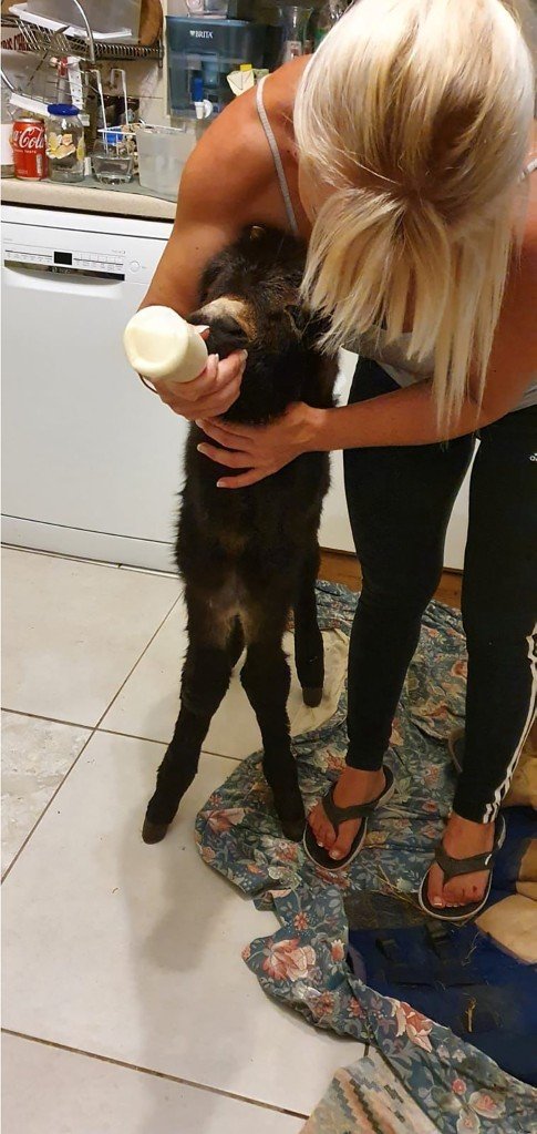 Após convivência com cachorro, jumento passa a ter comportamento canino