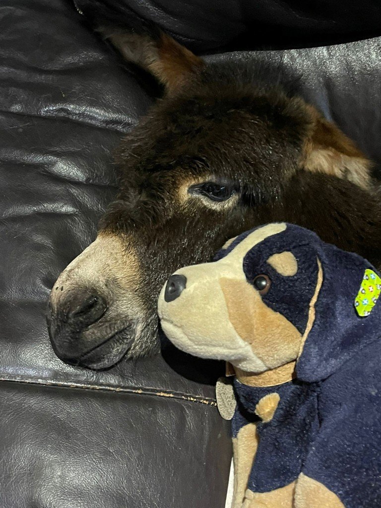 Jumento resgatado age como cachorro 
