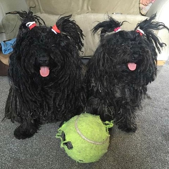 Cachorros de dreads? Pelagem exótica de animais intriga populares
